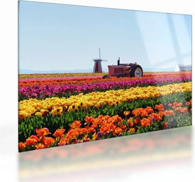 Sklenený obraz tulipánové farmy (70x50 cm)