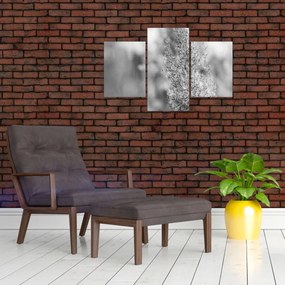 Obraz - Boho pampas grass (90x60 cm)