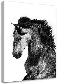 Gario Obraz na plátne Divoký kôň Rozmery: 40 x 60 cm