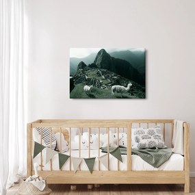 Obraz - Lamy na Machu Picchu v Peru (90x60 cm)