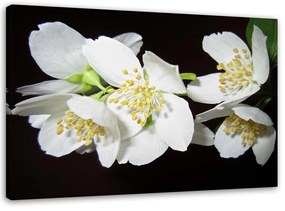 Obraz na plátně Jasmín Květina Příroda - 100x70 cm