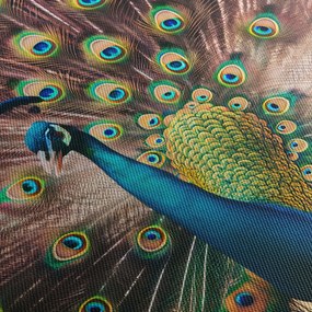 Obraz - Páv (120x50 cm)
