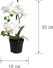 FLORISTA Orchidea v kvetináči 35 cm - biela