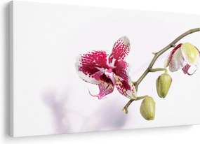 Obraz kvetu orchidey (90x60 cm)