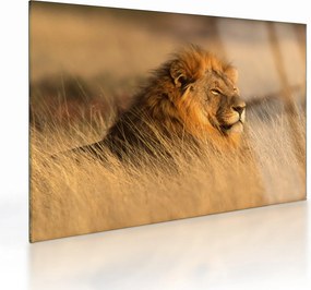 Sklenený obraz - Národný park Etosha (70x50 cm)