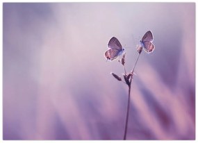 Obraz - Fialové motýliky (70x50 cm)