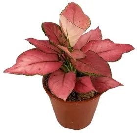 Aglaonema pink star 19x35 cm