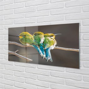 Obraz na akrylátovom skle Vtáky na vetve 100x50 cm