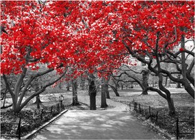 Obraz - Červené stromy, Central Park, New York (70x50 cm)