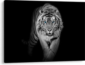 Obraz - Tiger s modrými očami (70x50 cm)
