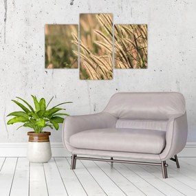 Obraz - Obilie (90x60 cm)