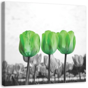 Gario Obraz na plátne Zelené tulipány na lúke Rozmery: 30 x 30 cm