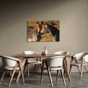 Obraz - Dve zebry (90x60 cm)