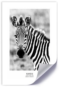 Gario Plagát Zvedavá zebra Farba rámu: Bez rámu, Veľkosť: 20 x 30 cm