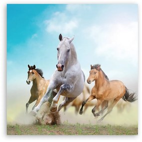 Obraz na plátně, Cválající koně - 60x60 cm
