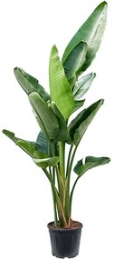 Strelitzia nicolai 3pp 30x180 cm