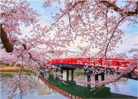 Sklenený obraz - Hirosaki, Japonsko (70x50 cm)