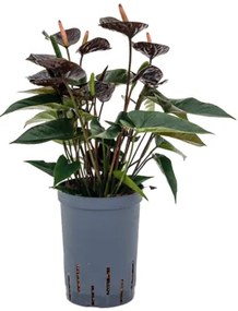 Anthurium black 15/19 cm v. 40 cm
