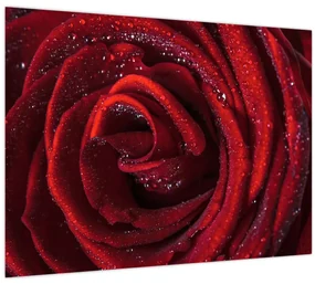 Sklenený obraz - Červená ruža s kvapkami rosy (70x50 cm)