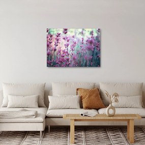 Obraz - Levanduľa (70x50 cm)