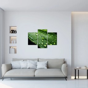 Obraz - List po daždi (90x60 cm)