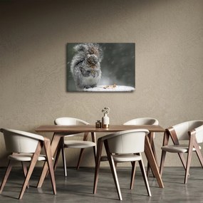 Obraz - Veverička v zime (70x50 cm)