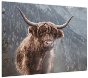 Sklenený obraz - Highlander krava (70x50 cm)
