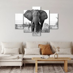 Obraz - Slon africký II. (150x105 cm)
