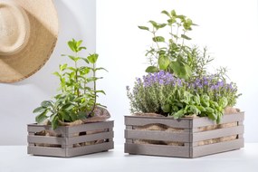 BAMA Bednička plastová TINA 2 hnedá