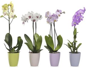 Obal na orchidey plastový Ornella Ø 13 cm biely