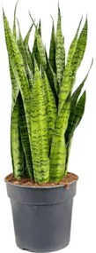 Sansevieria zeylanica tuft pots 30x80 cm