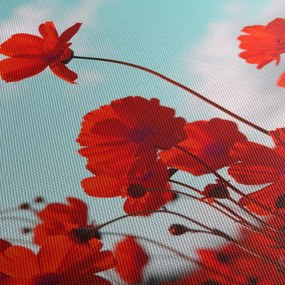 Obraz poľa s jasne červenými kvetmi (s hodinami) (90x30 cm)