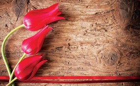 Fototapeta - Tulipán, drevo, stuha (152,5x104 cm)