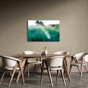 Obraz steblá trávy (90x60 cm)