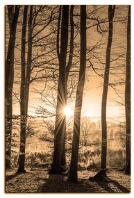 Obraz na plátne - Jesenné ráno v lese - obdĺžnik 7251FA (120x80 cm)