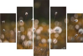 Obraz - Lúka s cottongrass N⁰2 (150x105 cm)