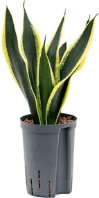 Sansevieria trifasciata Super Flame 15/19 výška 50 cm