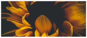 Obraz - Slnečnica v čiernom pozadí (120x50 cm)