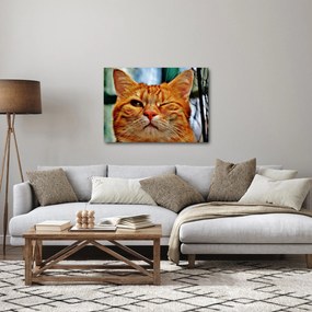 Obraz žmurkajúce mačky (70x50 cm)