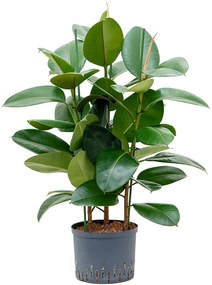 Fikus - Ficus elastica "Robusta" 3pp 25/19 výška 85 cm