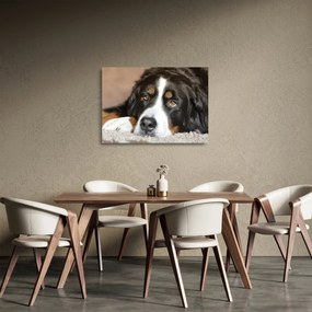 Sklenený obraz psa (70x50 cm)