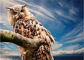 Obraz - Sova (70x50 cm)