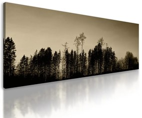 Obraz les pri západe slnka v sépiovom prevedení