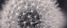 Obraz púpavy (120x50 cm)