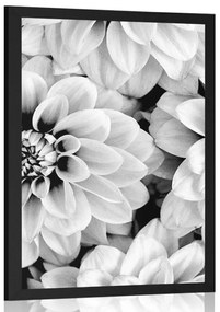Plagát kvety dálie v čiernobielom prevedení - 20x30 silver