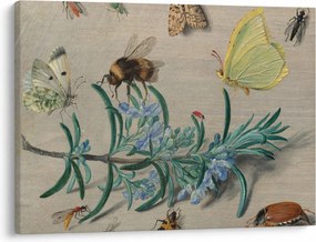 Obraz - Jan van Kessel the Elder, Insects and a Sprig of Rosemary, reprodukcia (70x50 cm)