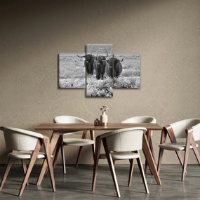 Obraz - Škótske kravy (90x60 cm)