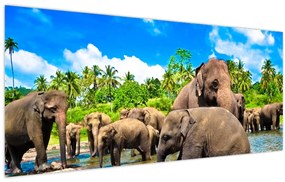 Obraz - Slony, Sri Lanka (120x50 cm)