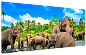 Obraz - Slony, Sri Lanka (120x50 cm)