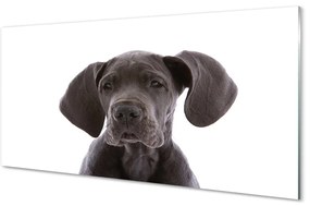 Sklenený obraz hnedý pes 100x50 cm